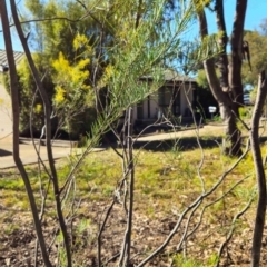 Acacia boormanii (Snowy River Wattle) at Higgins, ACT - 3 Aug 2024 by Untidy