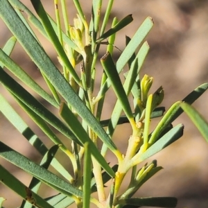 Acacia boormanii at Higgins, ACT - 3 Aug 2024