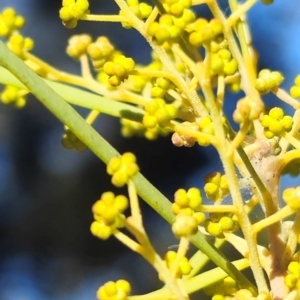 Acacia boormanii at Higgins, ACT - 3 Aug 2024