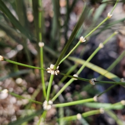 Lomandra multiflora (Many-flowered Matrush) at Kambah, ACT - 3 Aug 2024 by BethanyDunne