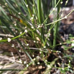 Lomandra multiflora at Kambah, ACT - 3 Aug 2024 01:10 PM