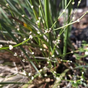 Lomandra multiflora at Kambah, ACT - 3 Aug 2024 01:10 PM