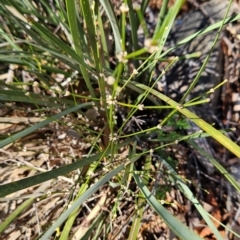 Lomandra multiflora at Kambah, ACT - 3 Aug 2024 01:10 PM