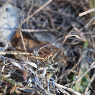 Keyacris scurra (Key's Matchstick Grasshopper) at Kambah, ACT - 3 Aug 2024 by BethanyDunne