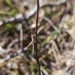 Keyacris scurra at Kambah, ACT - 3 Aug 2024 01:50 PM