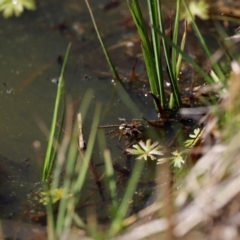 Dolomedes (genus) (Fishing spider) at Rendezvous Creek, ACT - 28 Sep 2019 by JimL
