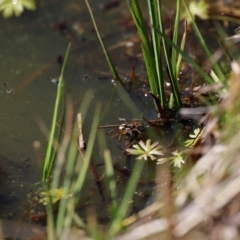 Unidentified Spider at Rendezvous Creek, ACT - 28 Sep 2019 by JimL