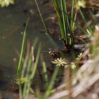 Unidentified Spider at Rendezvous Creek, ACT - 28 Sep 2019 by JimL