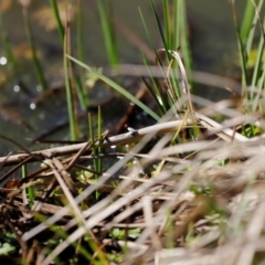 Diptera (order) (Fly - Unidentified) at Rendezvous Creek, ACT - 28 Sep 2019 by JimL