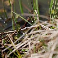 Diptera (order) at Rendezvous Creek, ACT - 28 Sep 2019 02:24 PM