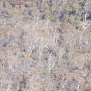 Falco cenchroides at Rendezvous Creek, ACT - 28 Sep 2019