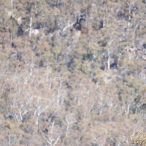 Falco cenchroides at Rendezvous Creek, ACT - 28 Sep 2019