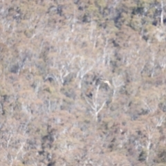 Falco cenchroides at Rendezvous Creek, ACT - 28 Sep 2019