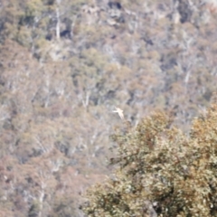 Falco cenchroides at Rendezvous Creek, ACT - 28 Sep 2019