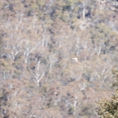 Falco cenchroides at Rendezvous Creek, ACT - 28 Sep 2019 02:00 PM
