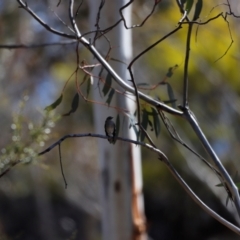 Petroica phoenicea (Flame Robin) at Rendezvous Creek, ACT - 28 Sep 2019 by JimL