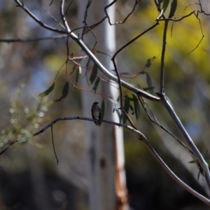 Petroica phoenicea at Rendezvous Creek, ACT - 28 Sep 2019