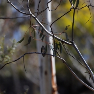 Petroica phoenicea at Rendezvous Creek, ACT - 28 Sep 2019