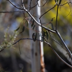 Petroica phoenicea at Rendezvous Creek, ACT - 28 Sep 2019