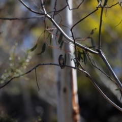 Petroica phoenicea at Rendezvous Creek, ACT - 28 Sep 2019