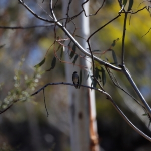 Petroica phoenicea at Rendezvous Creek, ACT - 28 Sep 2019