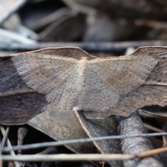 Epicyme rubropunctaria (Red-spotted Delicate) at Denman Prospect, ACT - 10 Aug 2023 by RobG1