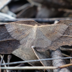 Epicyme rubropunctaria at Denman Prospect, ACT - 10 Aug 2023