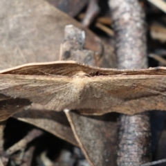 Epicyme rubropunctaria at Denman Prospect, ACT - 10 Aug 2023