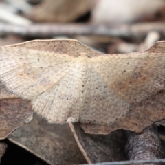 Epicyme rubropunctaria at Denman Prospect, ACT - 10 Aug 2023