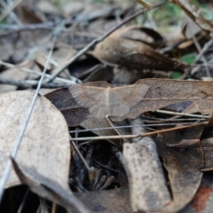 Epicyme rubropunctaria at Denman Prospect, ACT - 10 Aug 2023