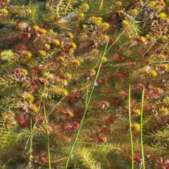 Myriophyllum crispatum at Cavan, NSW - 2 Aug 2024