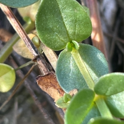 Gratiola peruviana (Australian Brooklime) at Ainslie, ACT - 1 Aug 2024 by JaneR