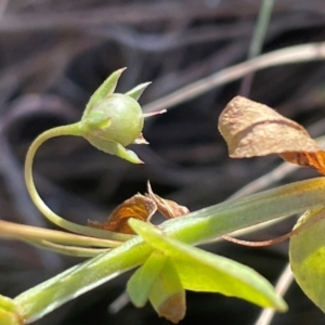 Gratiola peruviana at Ainslie, ACT - 1 Aug 2024