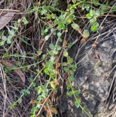 Gratiola peruviana at Ainslie, ACT - 1 Aug 2024