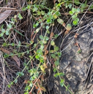 Gratiola peruviana at Ainslie, ACT - 1 Aug 2024