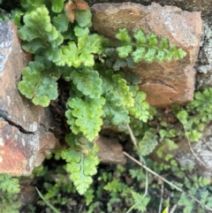 Pleurosorus rutifolius (Blanket Fern) at Ainslie, ACT - 1 Aug 2024 by JaneR