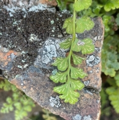 Asplenium subglandulosum at Ainslie, ACT - 1 Aug 2024