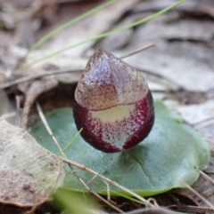 Corysanthes incurva (Slaty Helmet Orchid) at Fadden, ACT - 3 Aug 2024 by AnneG1