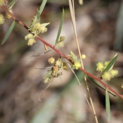 Acacia iteaphylla (Flinders Range Wattle) at Bandiana, VIC - 4 Aug 2024 by KylieWaldon