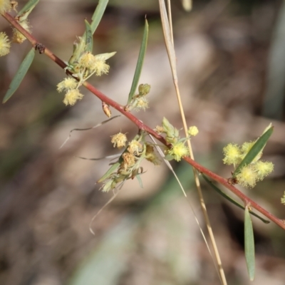 Acacia iteaphylla (Flinders Range Wattle) at Bandiana, VIC - 4 Aug 2024 by KylieWaldon