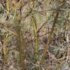 Acacia iteaphylla at Bandiana, VIC - 4 Aug 2024 10:13 AM