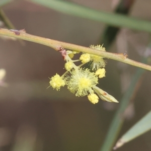 Acacia iteaphylla at Bandiana, VIC - 4 Aug 2024 10:13 AM