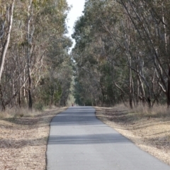 Acacia iteaphylla at Bandiana, VIC - 4 Aug 2024 10:13 AM