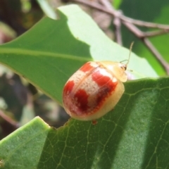 Paropsisterna sp. ("Ch11" of DeLittle 1979) (A leaf beetle) at Theodore, ACT - 3 Feb 2022 by owenh