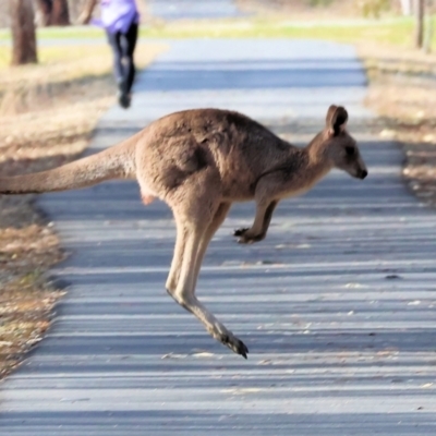 Macropus giganteus (Eastern Grey Kangaroo) at Bandiana, VIC - 3 Aug 2024 by KylieWaldon