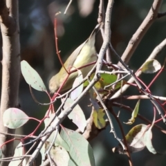 Smicrornis brevirostris (Weebill) at Bandiana, VIC - 4 Aug 2024 by KylieWaldon