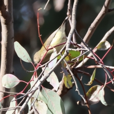 Smicrornis brevirostris (Weebill) at Bandiana, VIC - 4 Aug 2024 by KylieWaldon