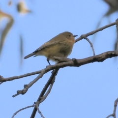 Acanthiza nana (Yellow Thornbill) at Bandiana, VIC - 3 Aug 2024 by KylieWaldon