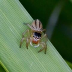 Maratus scutulatus (A jumping spider) at Camden Head, NSW - 27 Nov 2023 by KorinneM