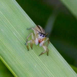 Maratus scutulatus at Camden Head, NSW - 27 Nov 2023 05:12 PM